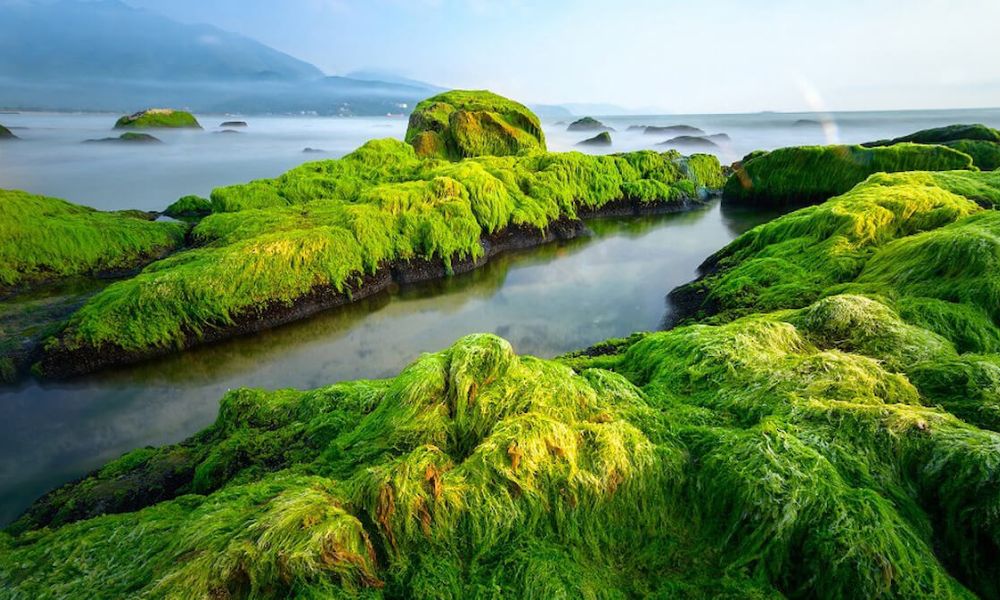 Bờ đá rêu xanh kỳ vĩ tại bãi biển Đà Nẵng Nam Ô, khung cảnh độc đáo và hoang sơ
