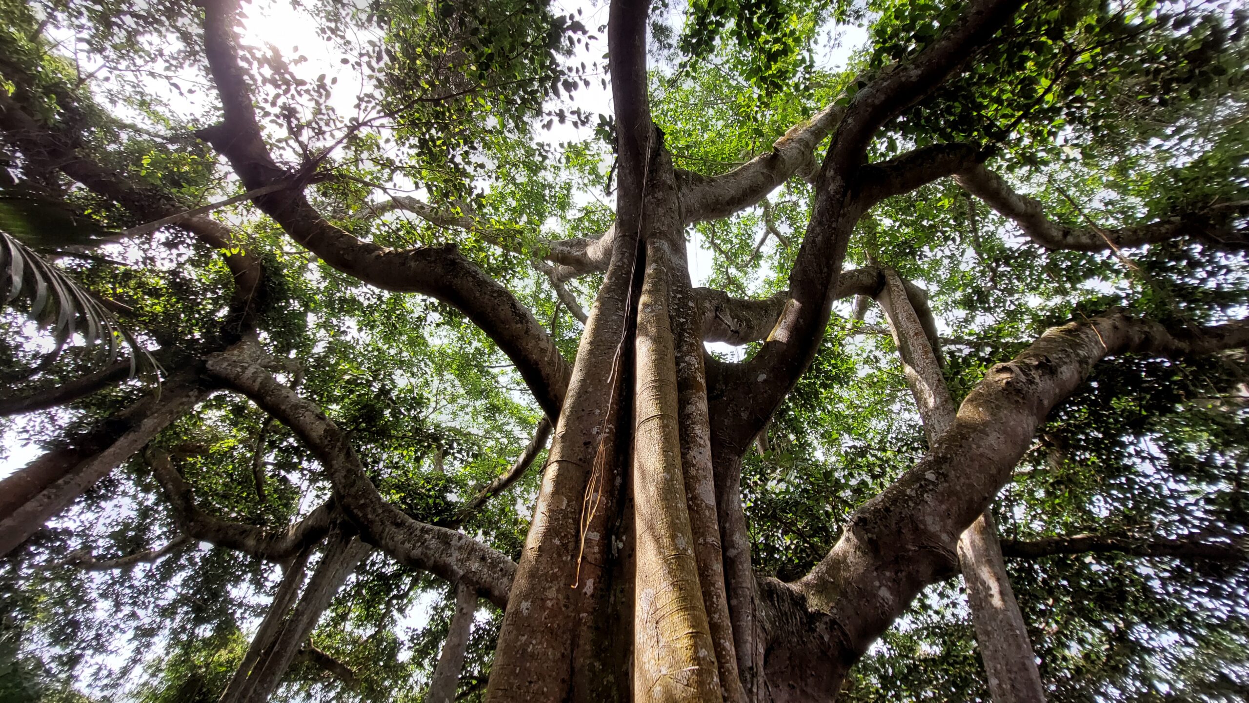 Cây Đa Ngàn Năm là chứng nhân huyền thoại của bán đảo Sơn Trà