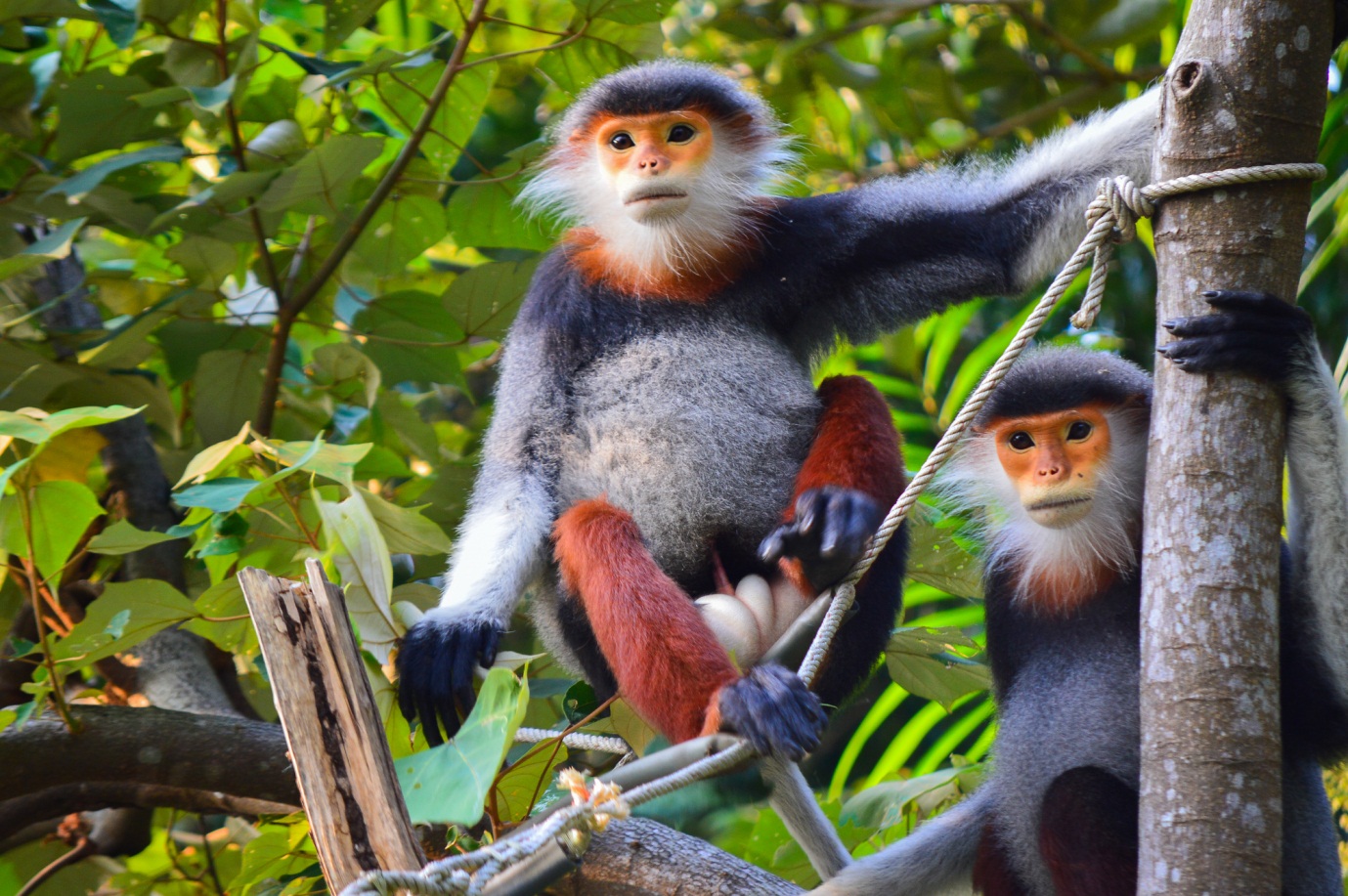 Bán đảo Sơn Trà Đà Nẵng là nơi cư trú của loài Voọc chà vá chân nâu quý hiếm