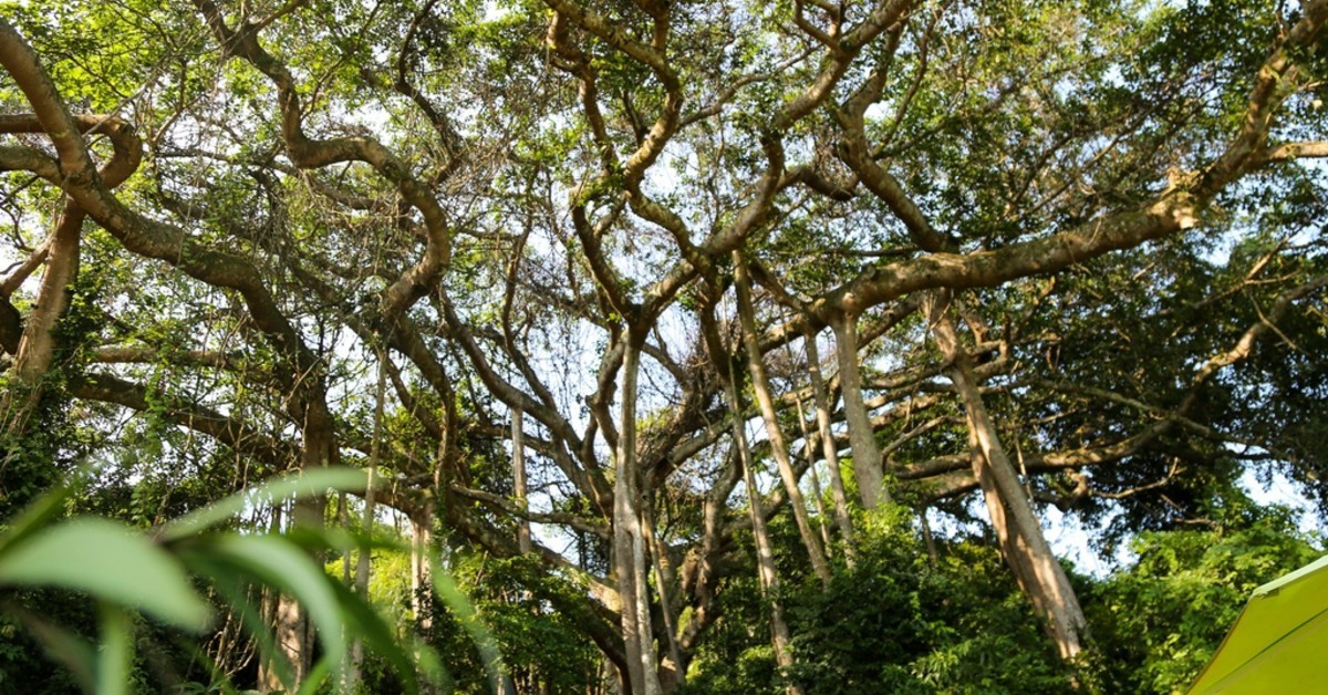 Cây đa ngàn năm nổi bật giữa rừng nguyên sinh bán đảo Sơn Trà Đà Nẵng